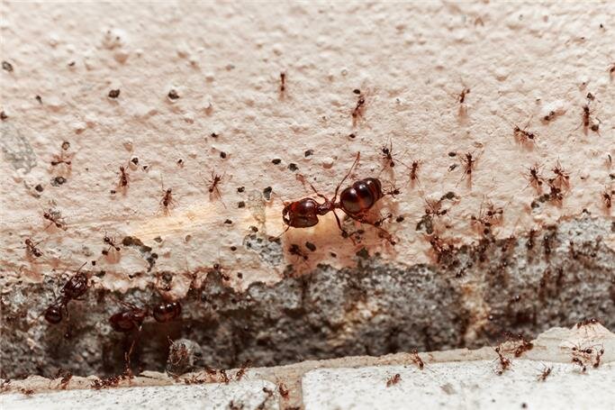Güneydoğu Daldırma kasıtlı  Evdeki Karınca için Kesin Çözüm Nedir? | Tekniktürk